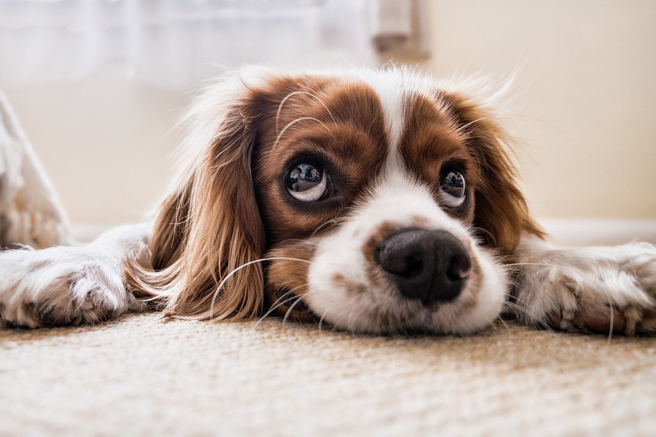 A borwn and white puppy's face close up.