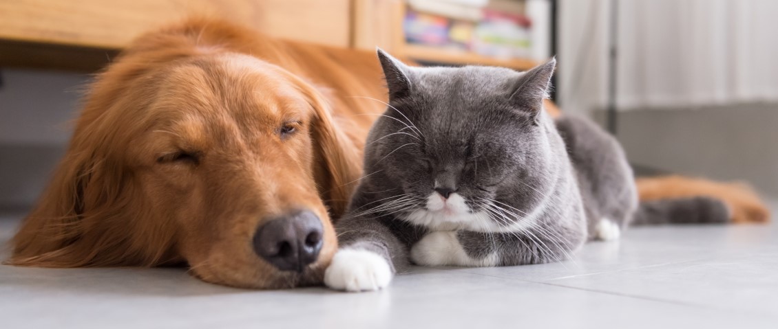 A golden dog and grey cat are sleeping together.