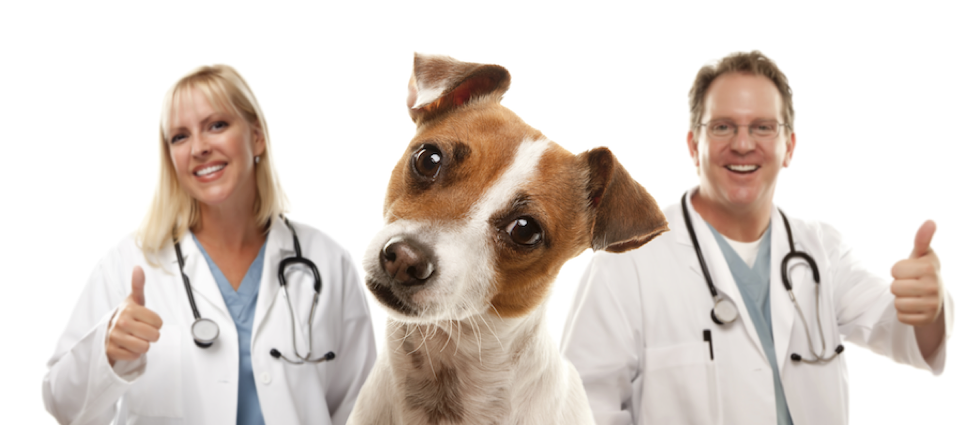 A puppy in a senter and two doctors on each side from it.