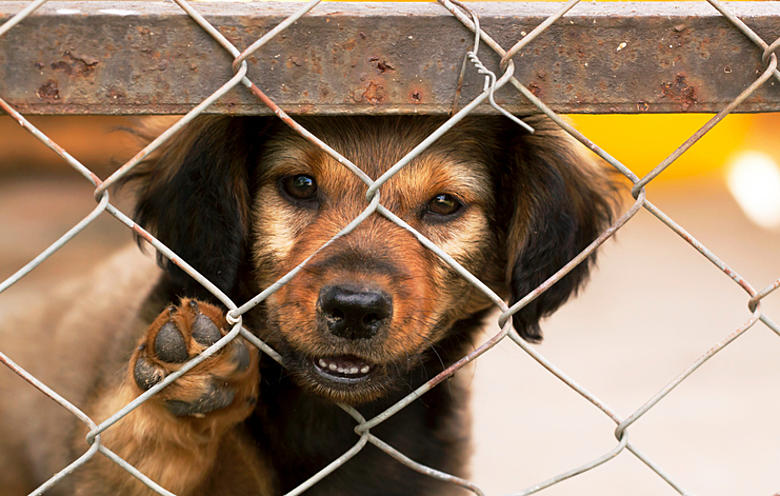 A puppy behind a fence.