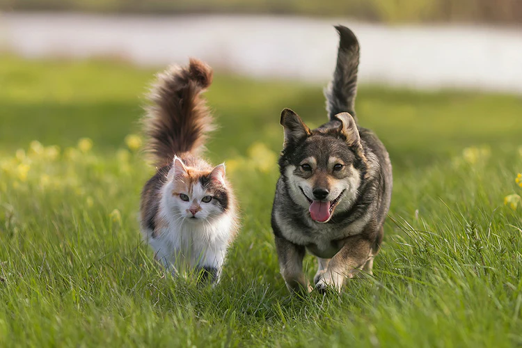 A cat and a dog are looking into a camera